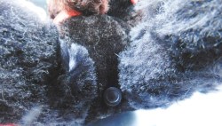 black poodle radio g